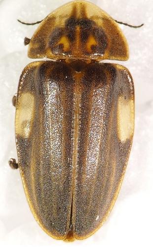 Réf. 275 198 : Aspisoma sp.